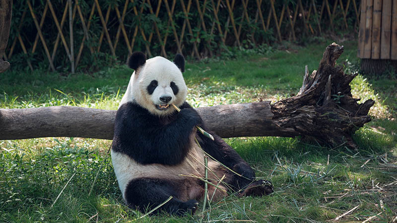 女人梦见熊猫是啥意思