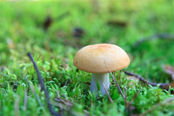 梦见自己捡蘑菇是什么征兆