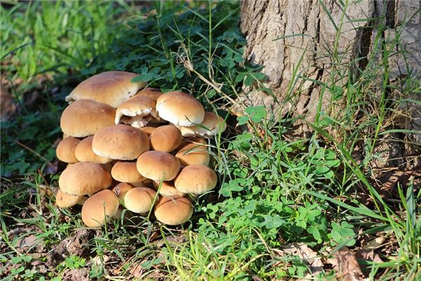 梦见捡蘑菇是什么预兆
