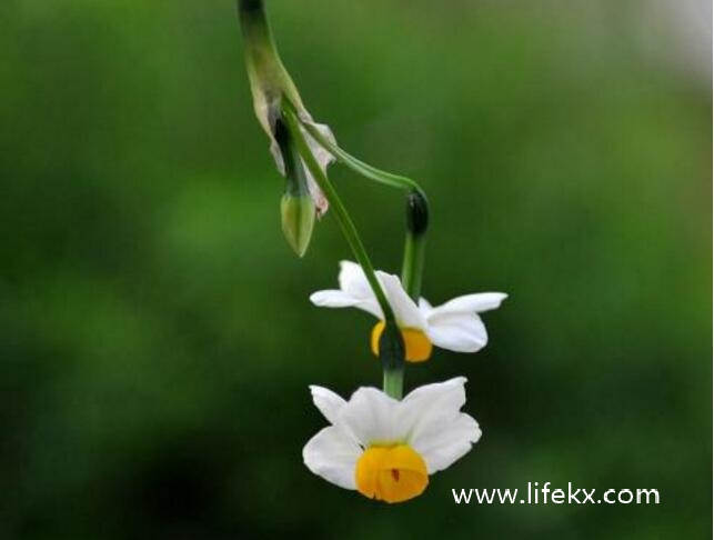 水仙花怎八字切：如何种植水仙花，只要放水里它就能活吗？