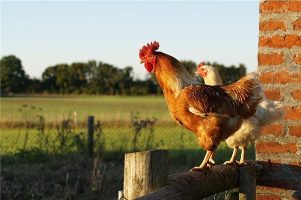 ��һ�����������ꣿ�ں�����ѭ����ϸ˵���ϼ������Ļ�����