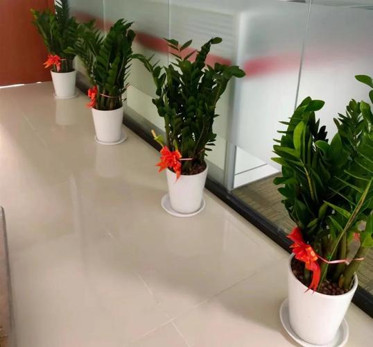 领导办公室绿植第一名,选对这盆寓意好又好养 领导办公室绿植第一名,选对这盆寓意好又好养
