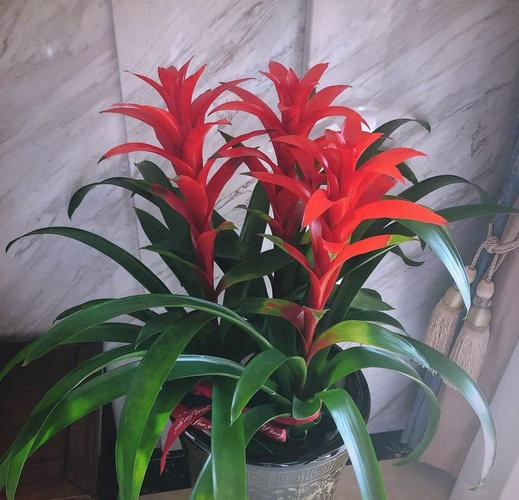 办公室十大吉祥植物 办公室十大吉祥植物