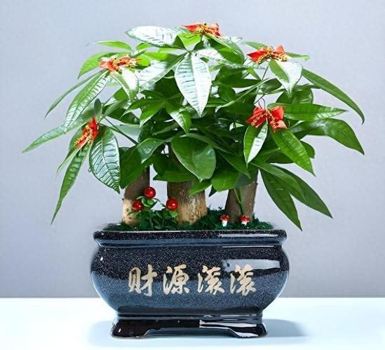 办公室十大吉祥植物 办公室十大吉祥植物
