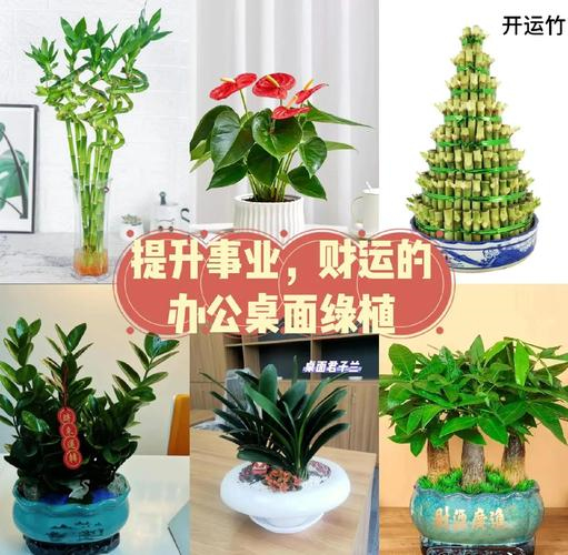 办公室十大吉祥植物 办公室十大吉祥植物